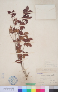 Specimen thumbnail